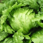 Iceberg Lettuce