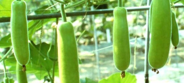 bottle-gourd-cultivation-599x330