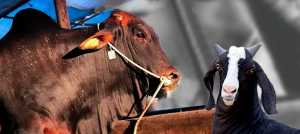 bakra-mandi-blog-featured-image