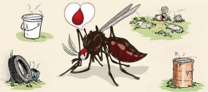 dengue mosquito biting