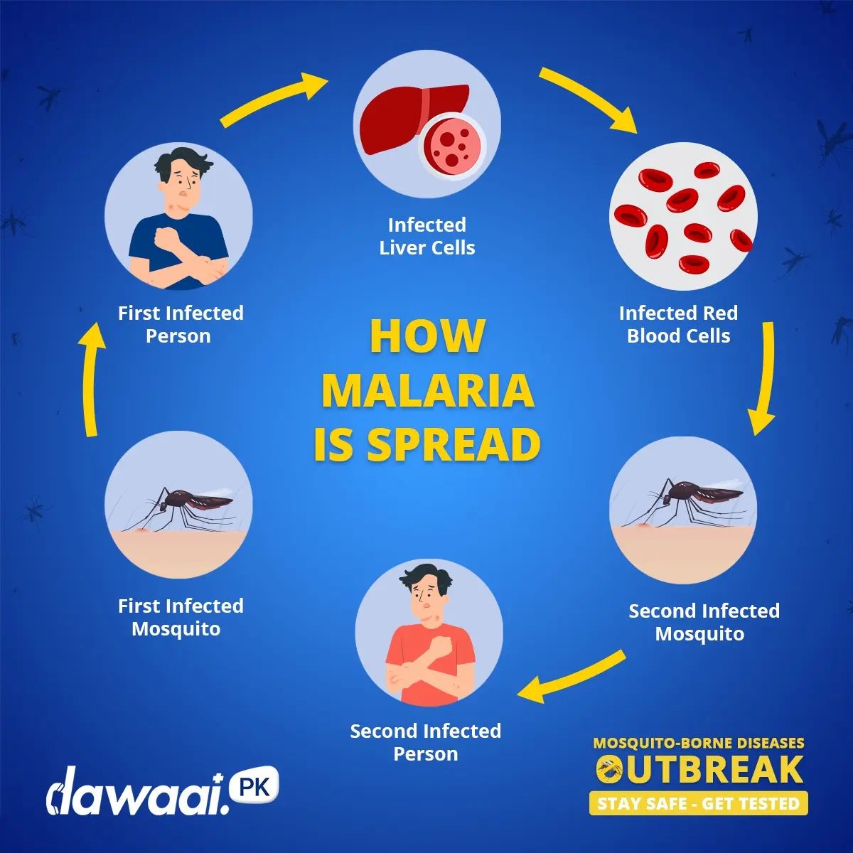The spread of malaria takes place mostly due to proximity. Learn it's transmission cycle to stay informed! 
With the ongoing mosquito-borne diseases on the rise, get tested to stay safe!
Get the malaria test now 👇
https://bit.ly/3D4myK5